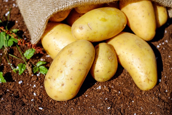Sadbové zemiaky VYSOČINA 25kg 2182